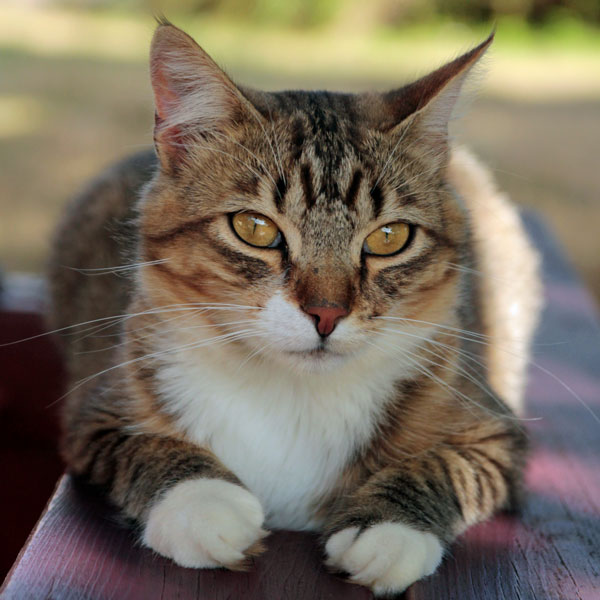 Jack, le chat, sur son banc au soleil