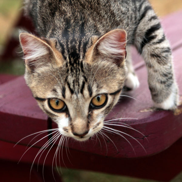 Jack, le chat, sur son banc au soleil